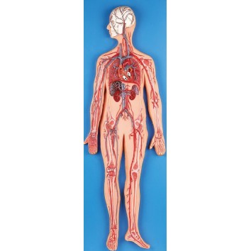 BLOOD CIRCULATORY SYSTEM (SOFT)